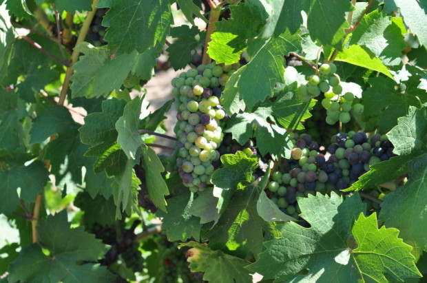 Lodi old vine Zinfandel