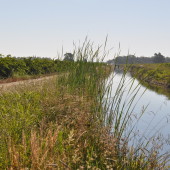 Touring Lodi Wine, Day 2