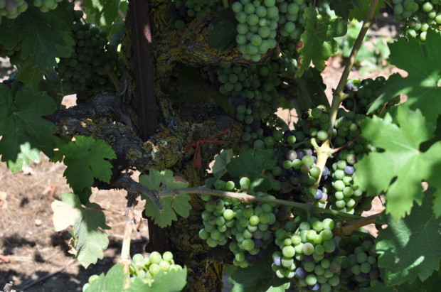 Looking into 1904 planting Zinfandel Lizzy James Vineyard