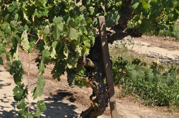 1901 Zinfandel, Marian's Block, Mohr-Fry