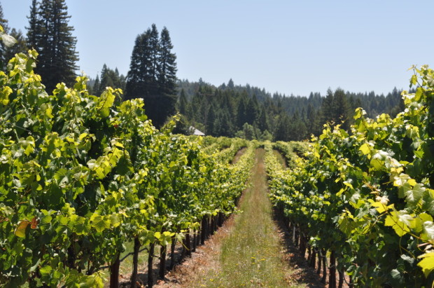 Campbell Ranch Vineyard, Fort Ross-Seaview