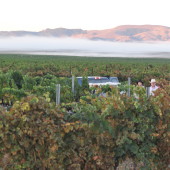 Hand Harvesting 90 vines of St Laurent in California: Forlorn Hope's Rare Creature