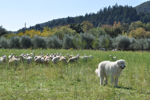 Giuseppe and his ewes