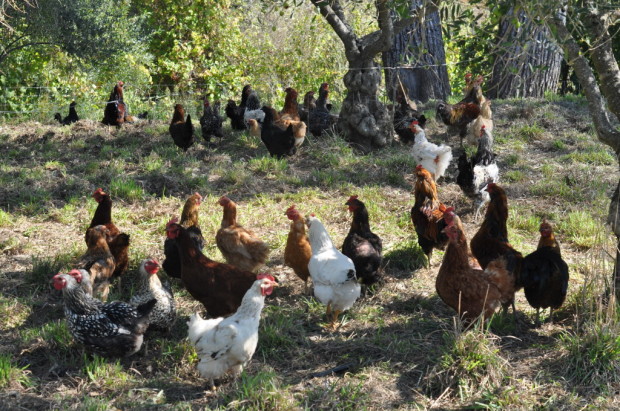 Giuseppe's chickens