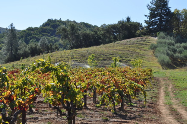 Zin hill