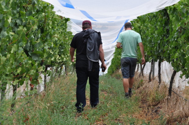 Mike Bennie, Mac Forbes, Woori Yallock Vineyard, Yarra Valley, Australia