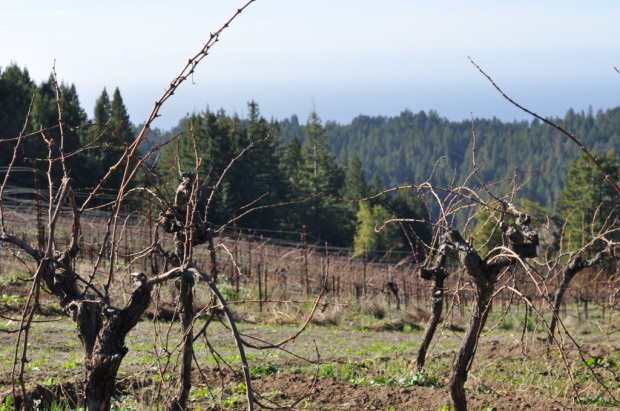 Mt Eden Pinot in the Maritime section of Hirsch VIneyards