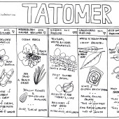 Drinking Tatomer Gruner and Riesling
