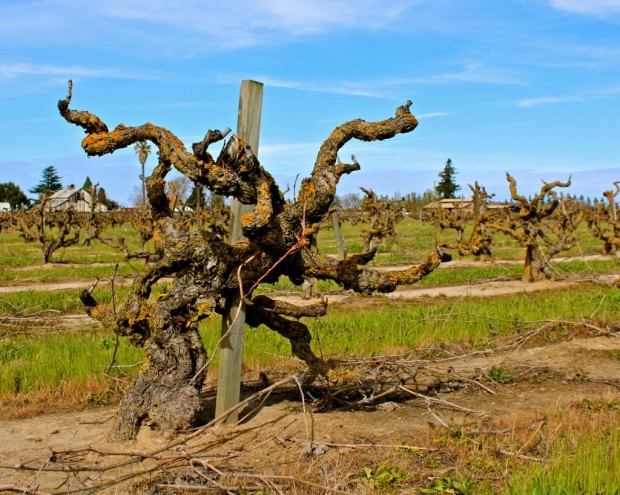 Marians Vineyard Mohr Fry Ranch
