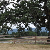 Growing the Western Facing Slope: Noel Family Vineyards, Chehalem Mountains