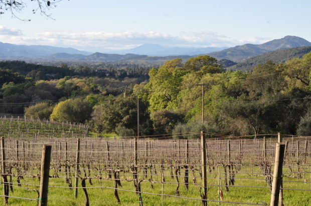 Looking up Napa Valley from Farella Vineyards in Coombsville