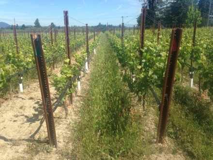 Looking into Barlow Homestead Pinot