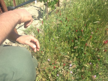 Organic cover crop