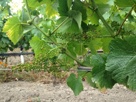 Barlow Homestead Pinot clusters